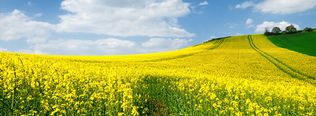 Biodiesel : une tude allemande juge "douteux" les critres de durabilit europens pour l'huile de colza