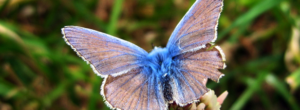 Biodiversit : disparition de la moiti de la population des papillons de prairie en seulement 20 ans