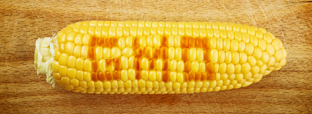 Culture d'OGM : les dputs adoptent le nouveau dispositif d'interdiction