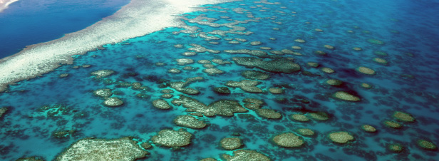 L'extinction mondiale des coraux s'acclre