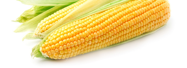 Le Parlement europen s'oppose  l'autorisation de nouveaux mas OGM