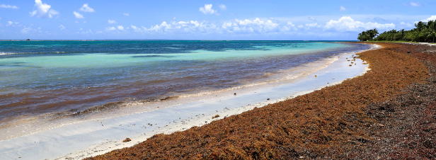 Algues sargasses: l'Anses alerte sur le risque de contamination aux mtaux lourds