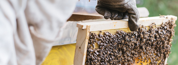 Plan apicole durable: le dveloppement de formations ddies s'acclre