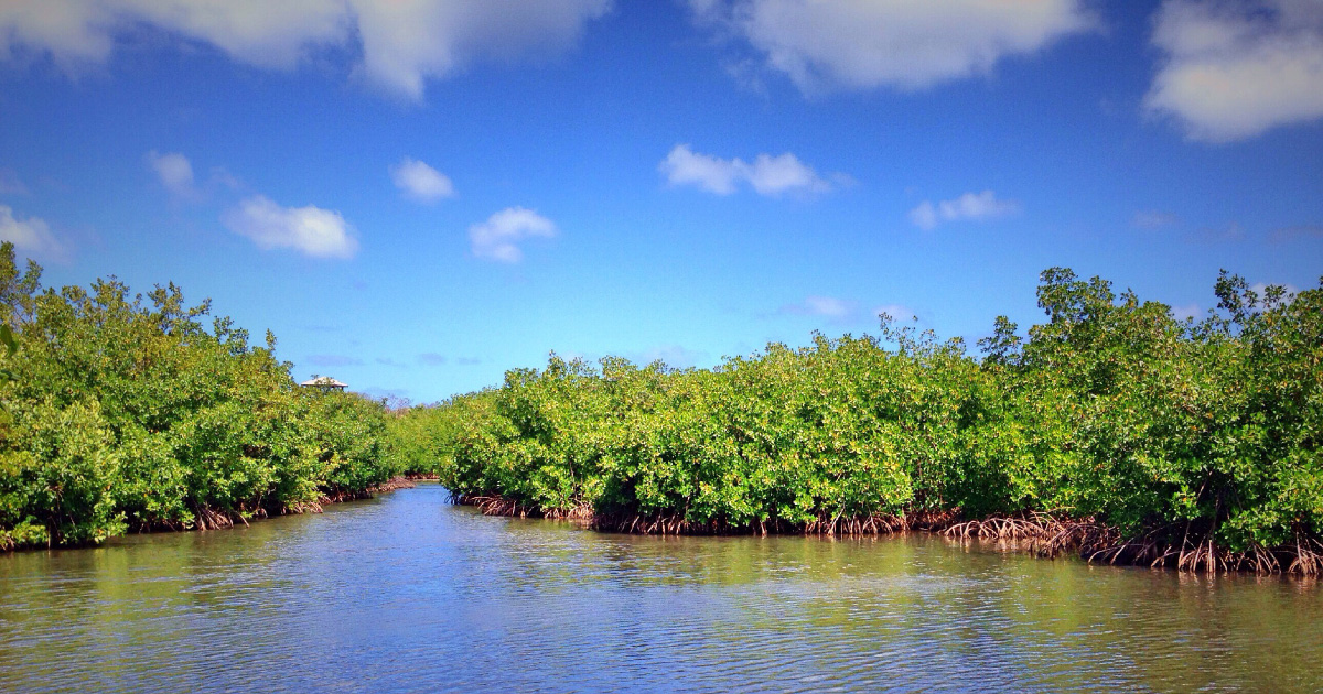 Les mangroves franaises sont dsormais cartographies