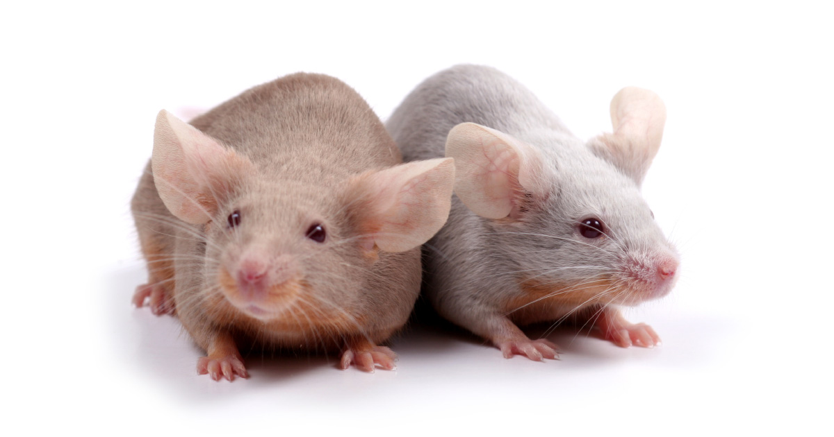 Les souris mles, exposes au phtalate DEHP, font moins la cour aux femelles