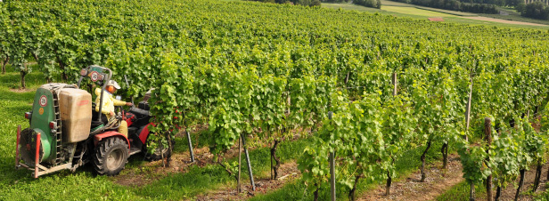 Epandage de pesticides prs d'une cole: non-lieu pour les exploitants viticoles
