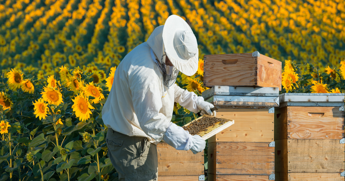 Pesticides sulfoxaflor et abeilles: l'Anses renvoie la balle au gouvernement