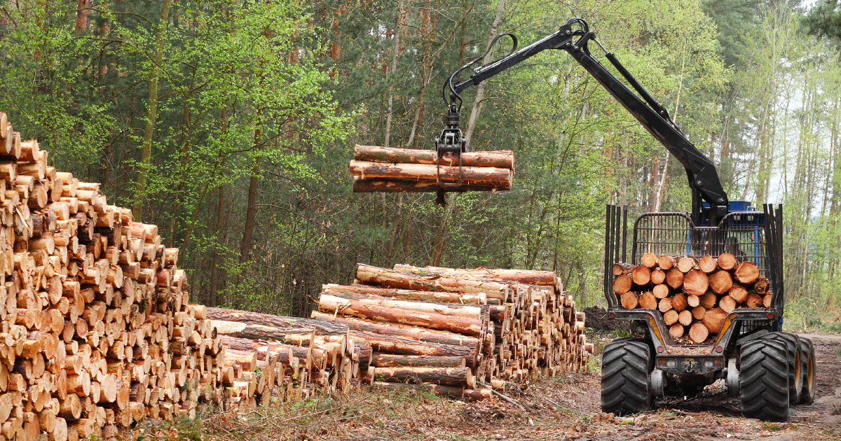 Investissement forestier: le dispositif Dfi-Fort sera prolong jusqu'en 2020