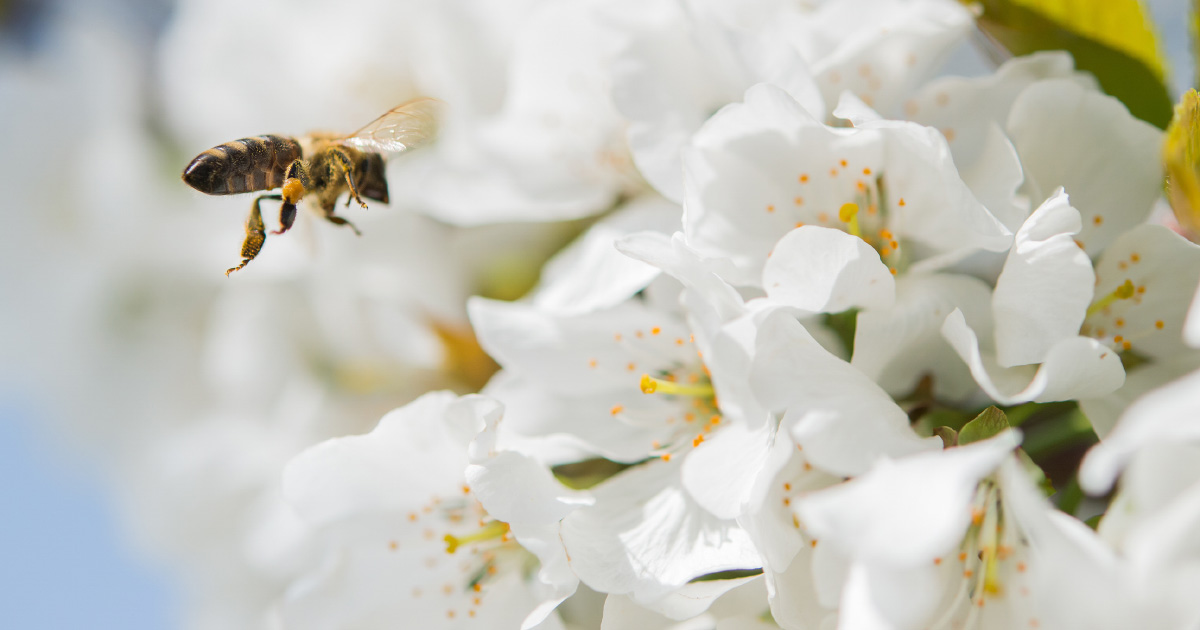 Pesticides nonicotinodes: l'Efsa finalisera son valuation des risques pour les abeilles en fvrier 2018