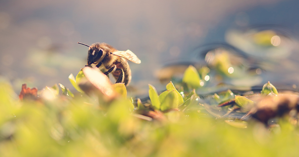 Dclin des populations d'abeilles: la Commission europenne lance une consultation publique