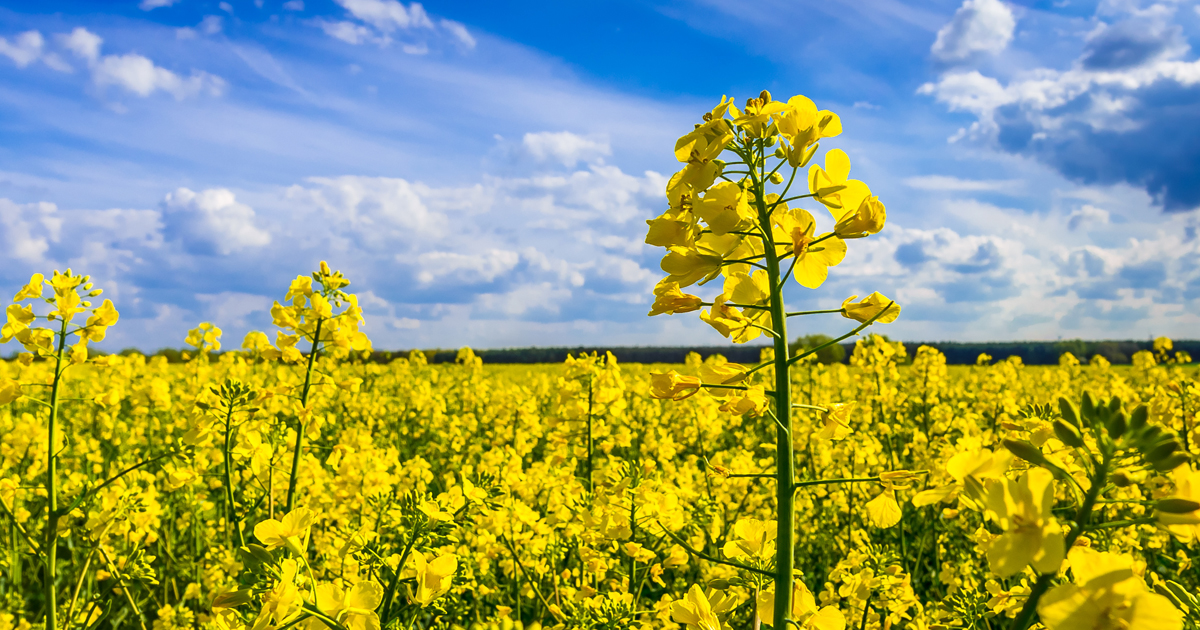 La Commission europenne approuve le rachat de Monsanto par Bayer