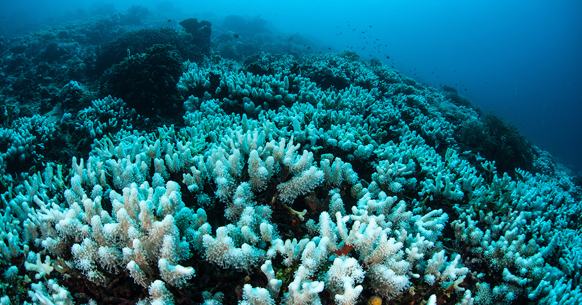 Greenpeace prouve que Total veut forer dans le rcif de corail brsilien