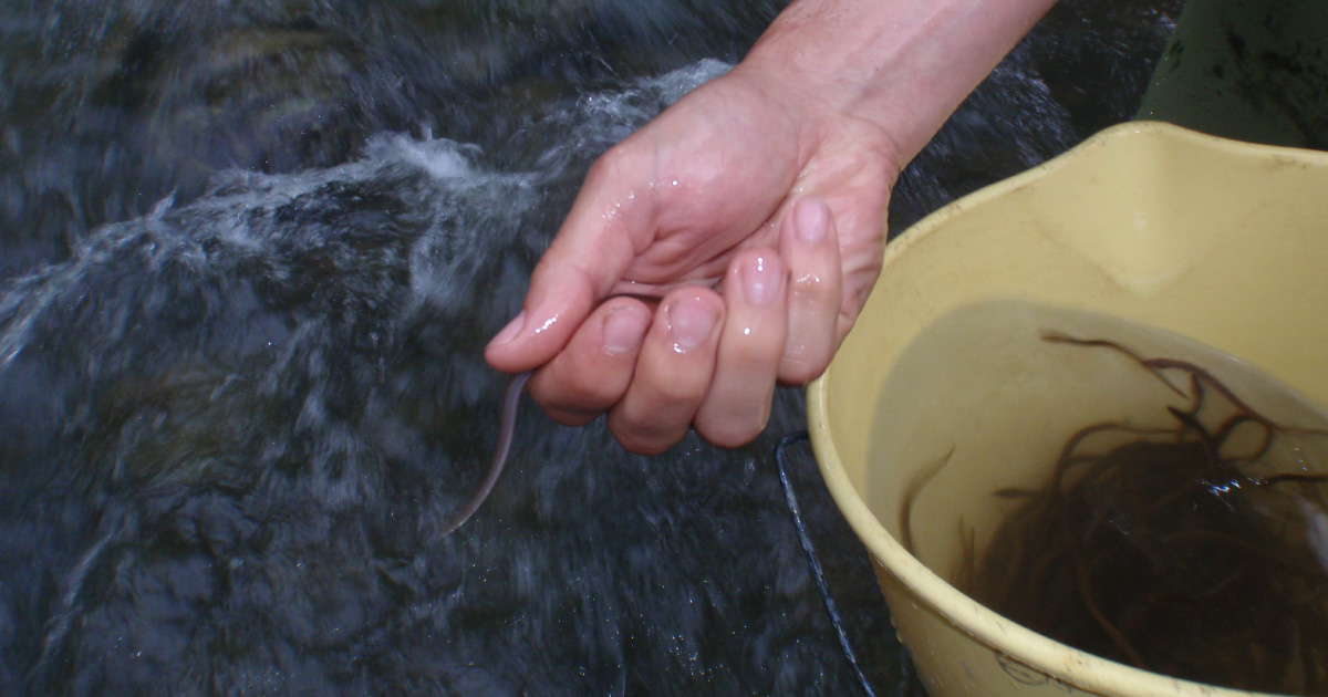 Quatre organismes de recherche franais se mobilisent pour la survie de l'anguille europenne