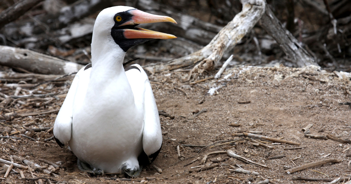 Les cycles ocaniques pourraient nuire  la survie d'oiseaux marins