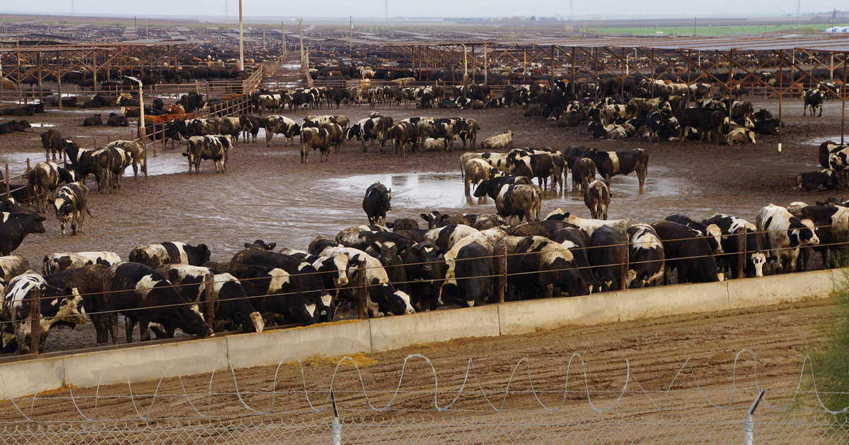 Climat: un rapport pingle les 35 plus grosses entreprises mondiales de viande et de produits laitiers