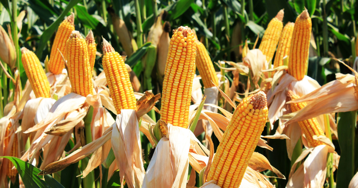 La Commission europenne dlivre de nouvelles autorisations d'OGM tolrants au glyphosate