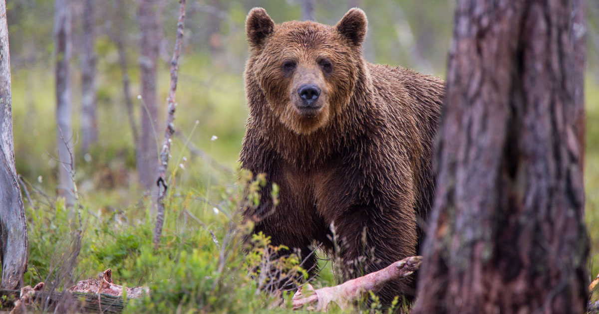 Pyrnes-Atlantiques: Franois de Rugy confirme le lcher de deux ourses en octobre