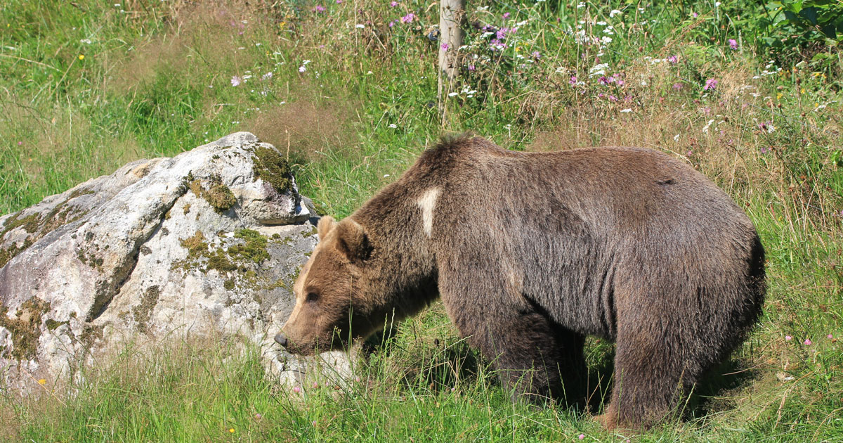 Deux ourses slovnes rintroduites pour sauvegarder l'espce dans le Barn