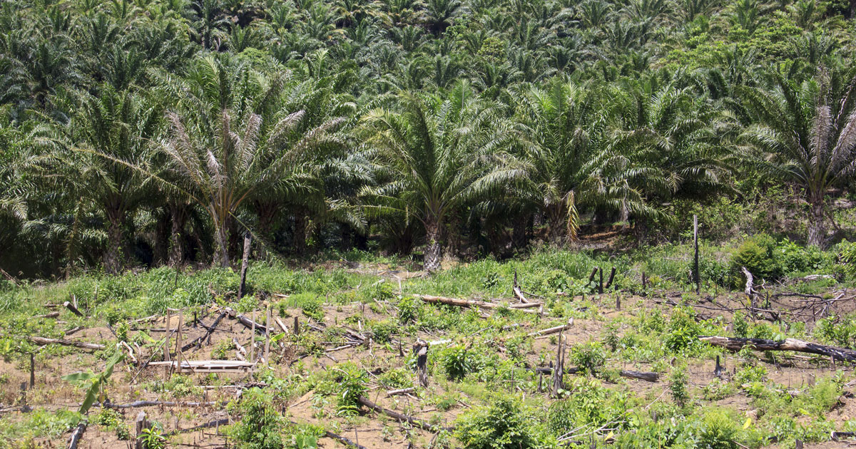 Le gouvernement refuse de modifier la fiscalit favorable  l'huile de palme