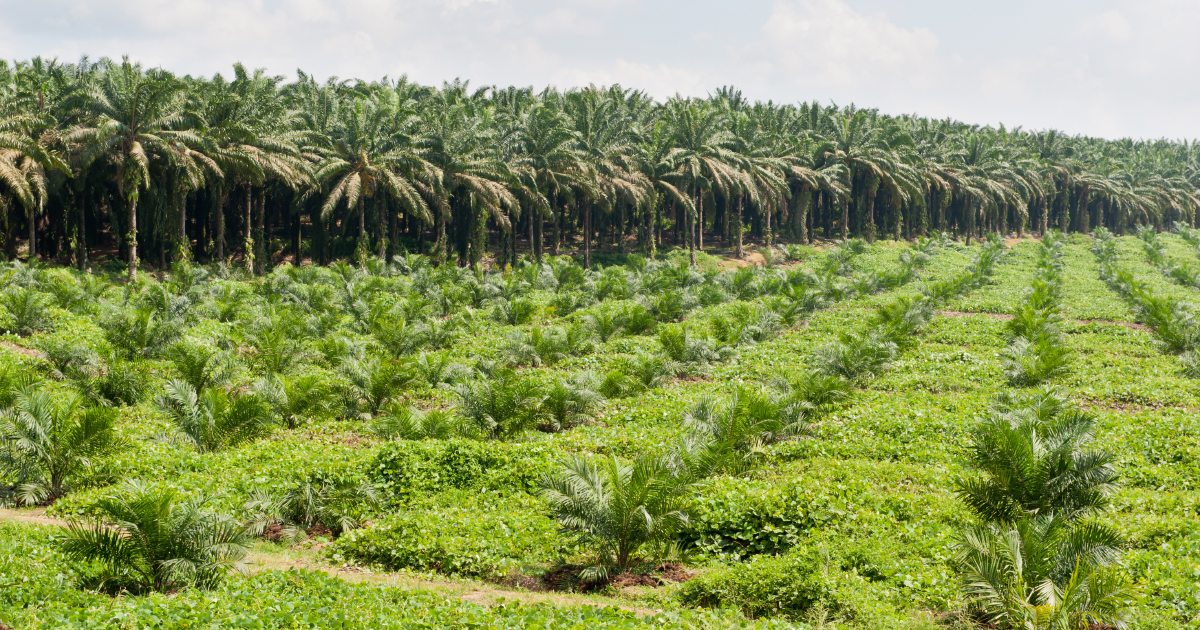 Le Snat rintgre la niche fiscale favorable aux biocarburants  base d'huile de palme "durable"