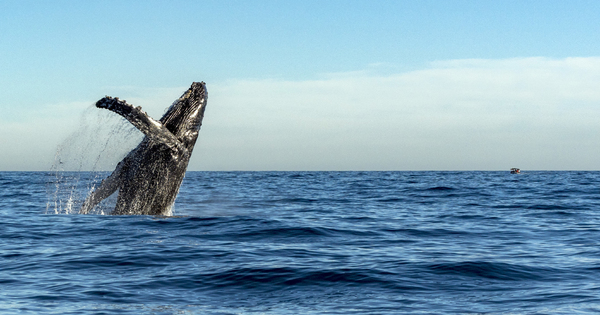 Baleine: le Japon se retire de la CBI pour reprendre la pche commerciale dans ses eaux territoriales