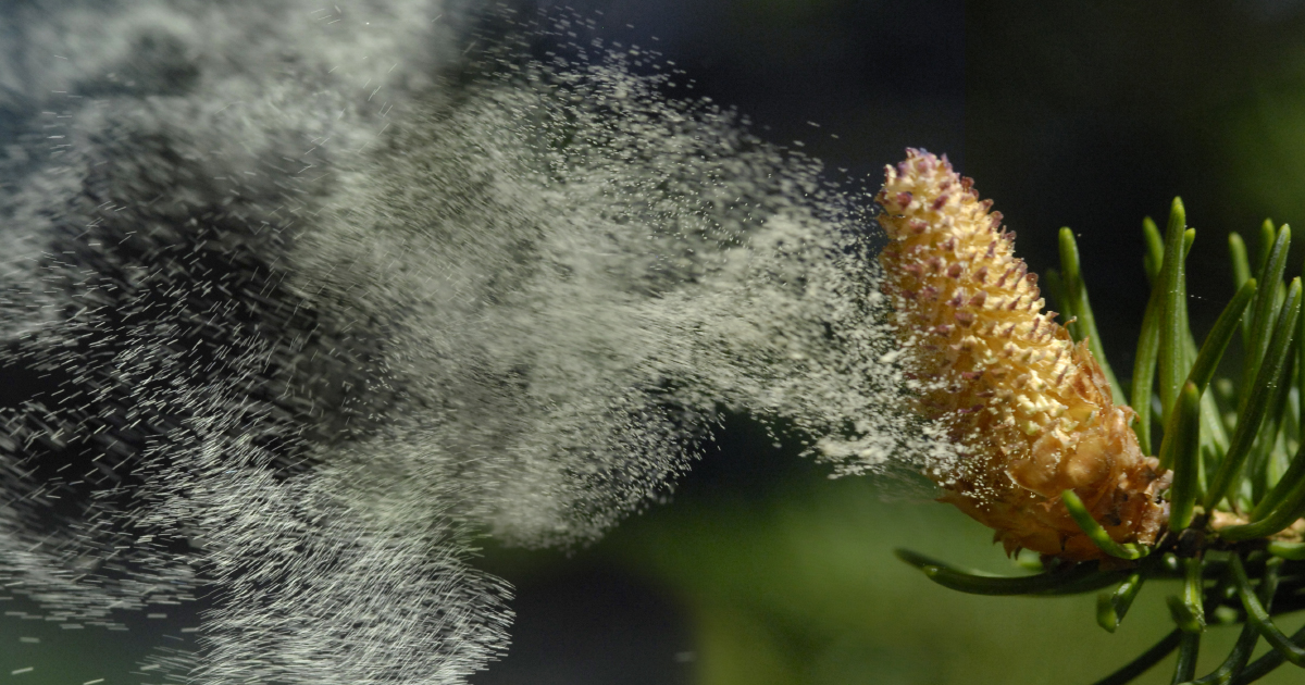 Les effets du changement climatique sur les pollens risquent de "s'amplifier" en France