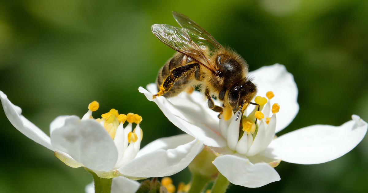 Impact des pesticides sur les pollinisateurs: le Parlement europen retoque la proposition de la Commission