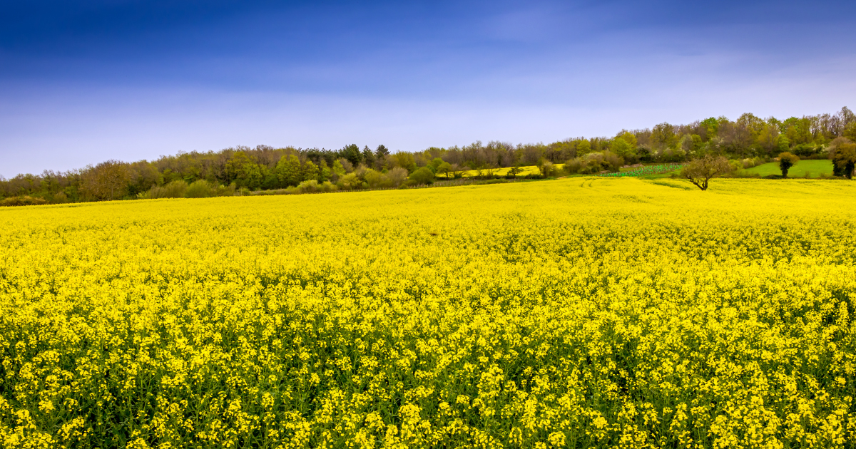 Quatre nouveaux OGM autoriss et quatre renouvels par la Commission europenne 