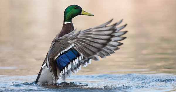 Protger les habitats naturels facilite l'adaptation des oiseaux d'eau au changement climatique