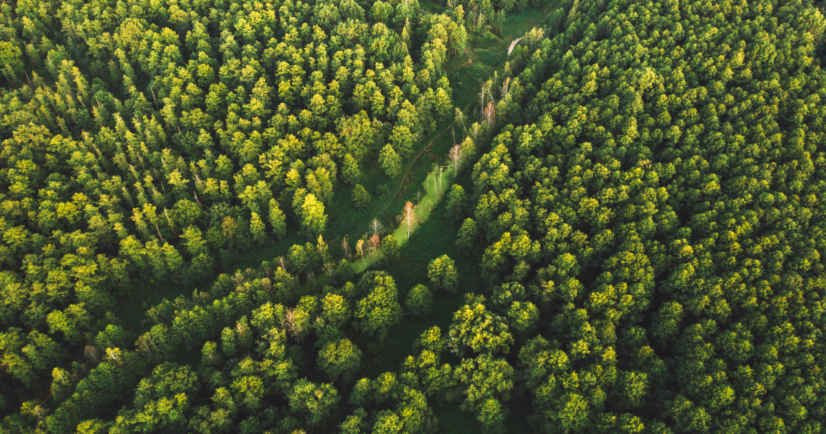 le-de-France: la loi contre le mitage des espaces forestiers est publie