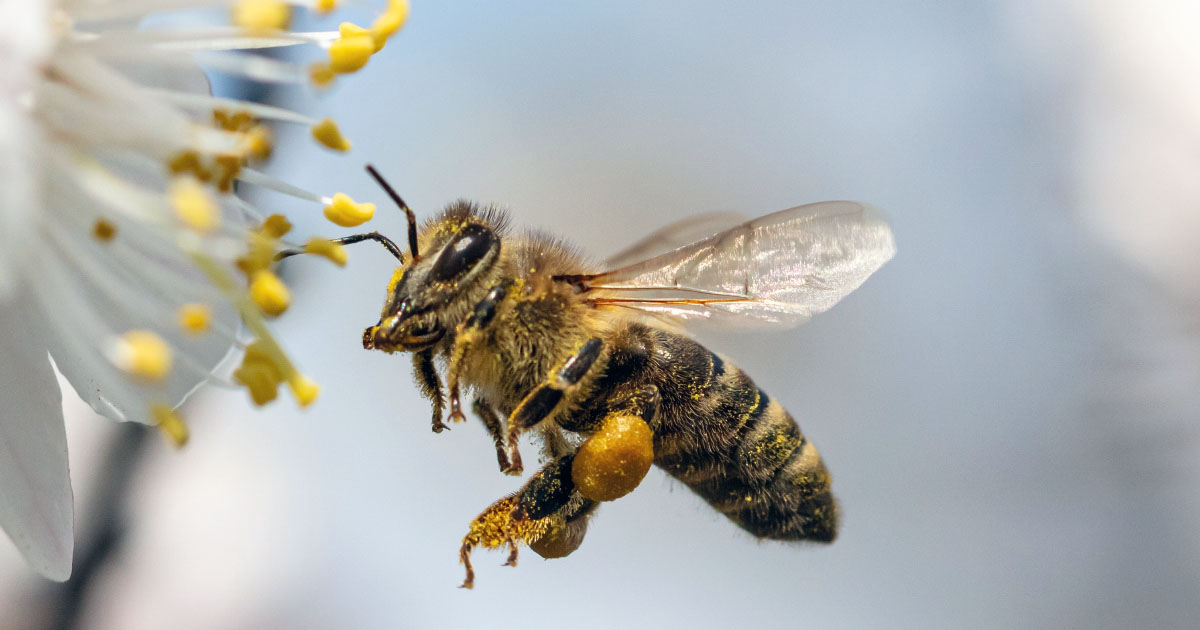 Pesticides et abeilles: troisime round de consultation sur les lignes directrices de l'Efsa 