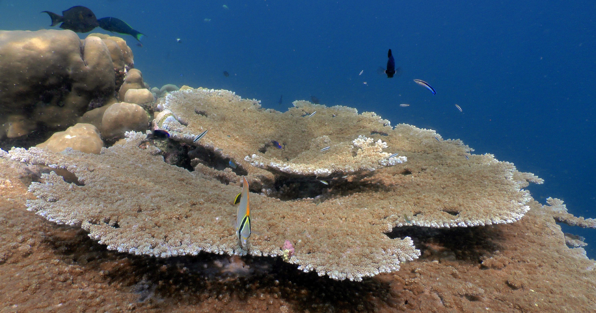 Des coraux des les franaises de l'ocan Indien menacs de disparition