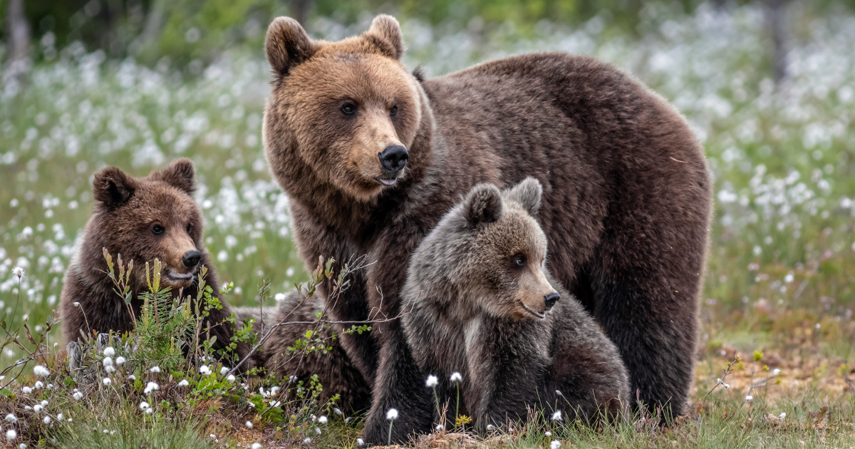 Ours dans les Pyrnes: rvision de la feuille de route Pastoralisme et ours pour la saison 2020