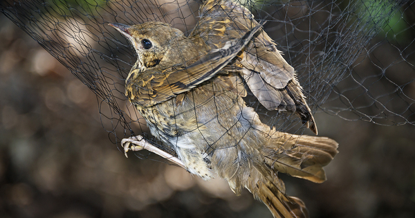 Captures d'oiseaux: la Commission europenne adresse un avis motiv  la France