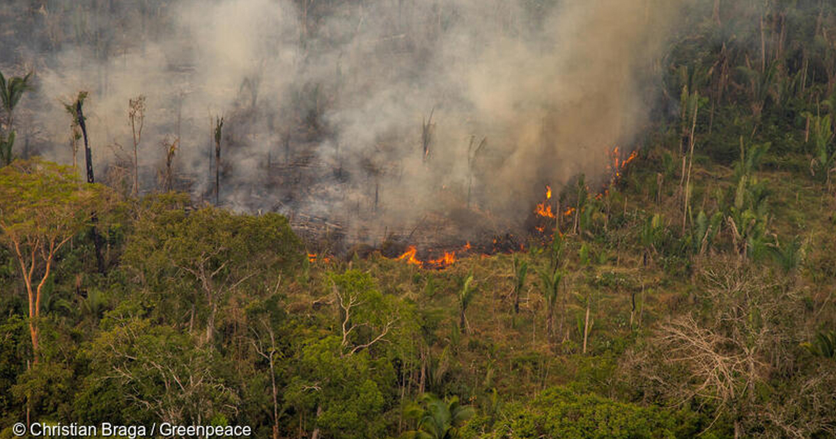 Incendies en Amazonie: Greenpeace fustige les importations franaises de soja