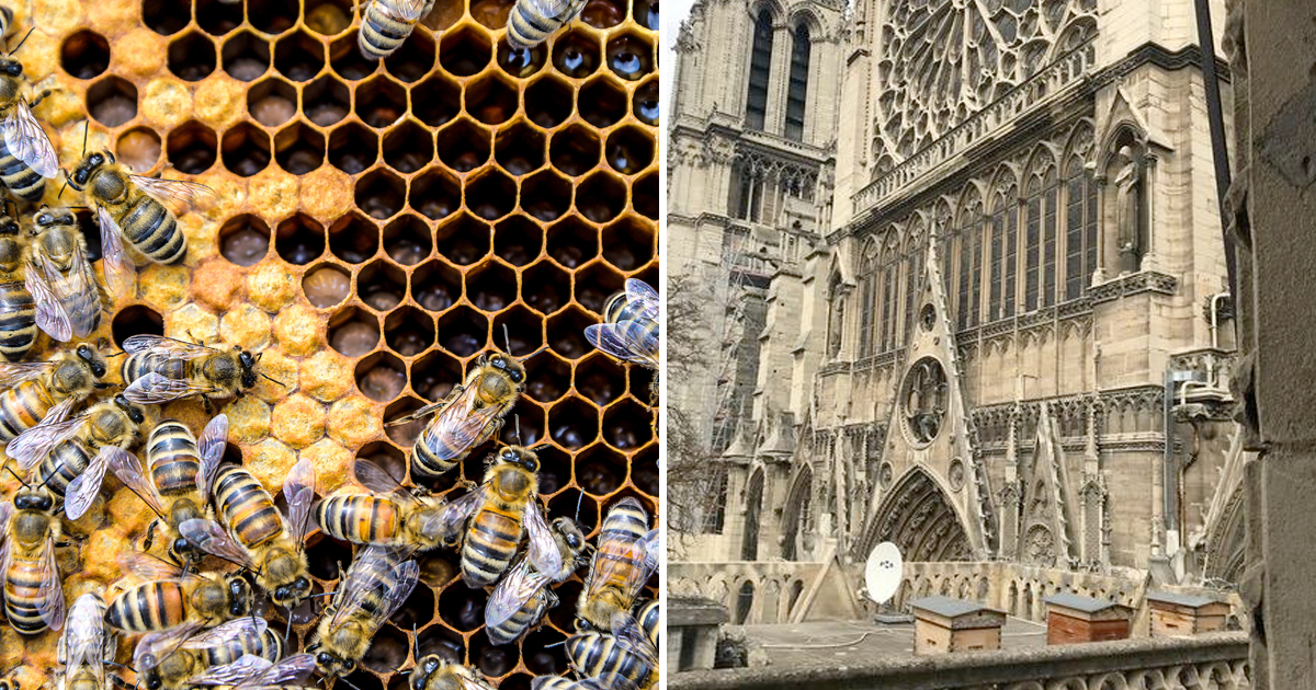 Incendie de Notre-Dame  Paris: des retombes de plomb ont t retrouves dans du miel