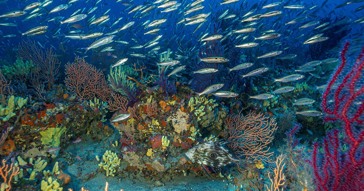Un atlas fait le point sur la conservation des herbiers de Posidonie et du coralligne mditerranens