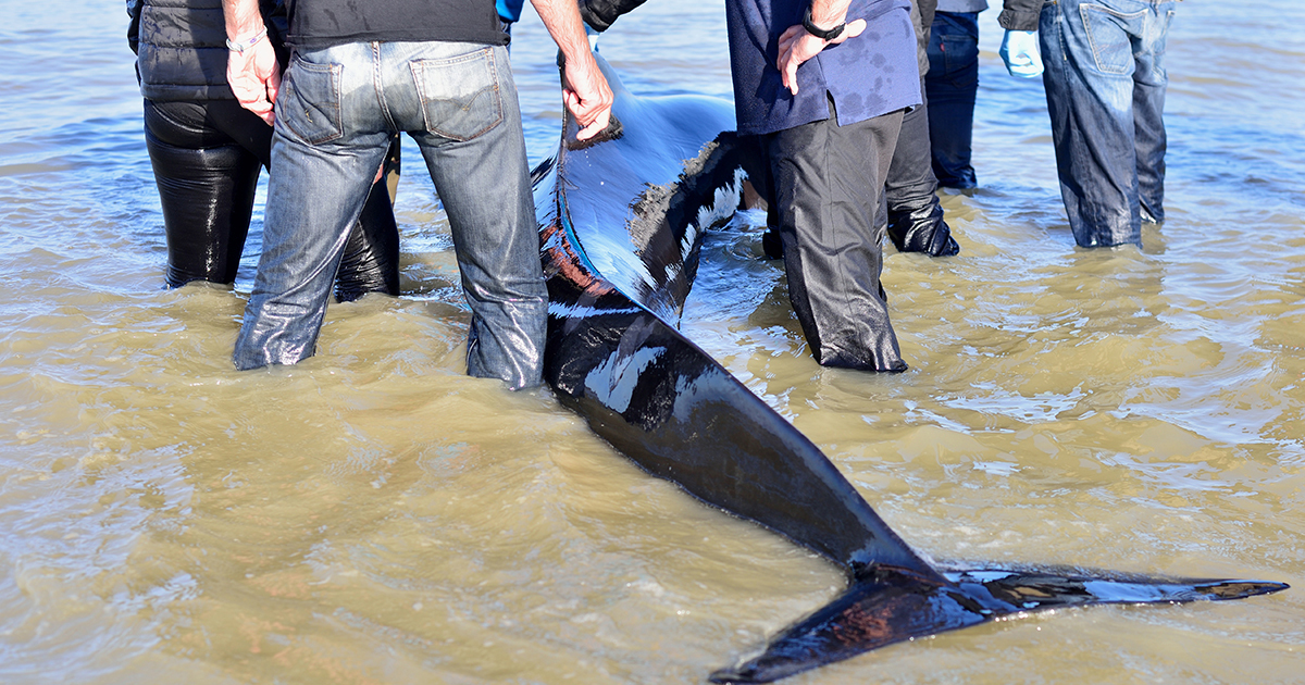chouage de dauphins: davantage de chalutiers contraints de s'quiper en pingers