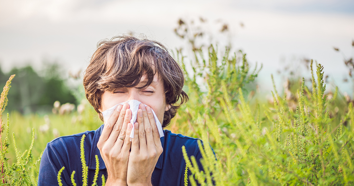 Allergies: l'impact sanitaire du pollen d'ambroisie cote trs cher