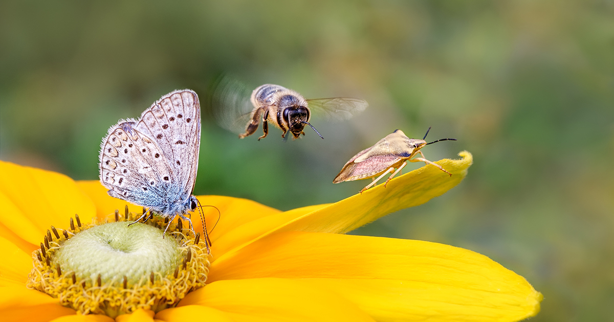 Dclin des insectes: le cri d'alarme de l'Acadmie des sciences