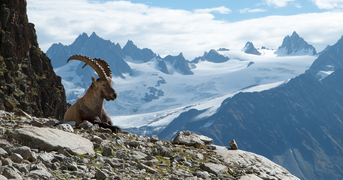 Climat: dans les Alpes, les espces remontent vers les sommets de manire htrogne