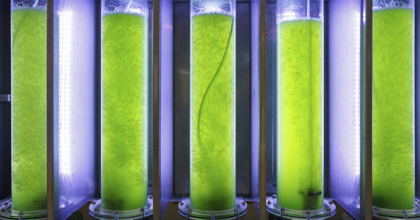 Les algues pour capter le carbone de la mthanisation