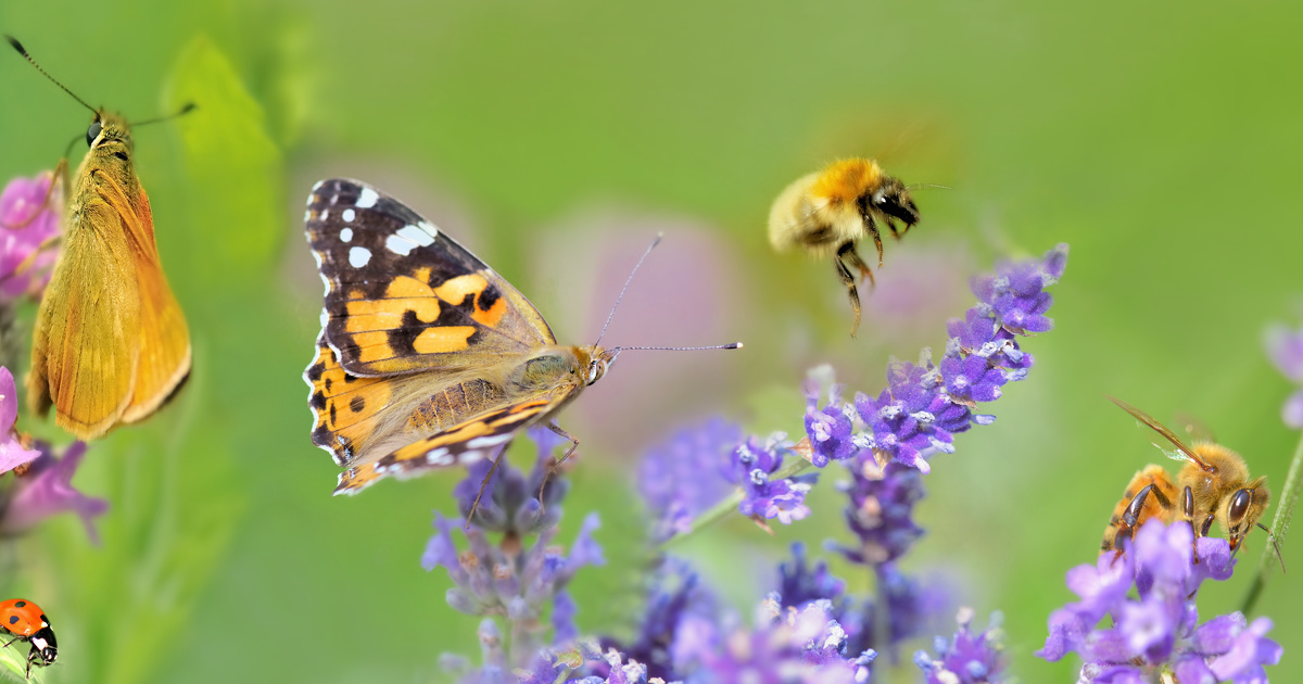 Une espce d'abeilles et de papillons sur dix est en voie d'extinction en Europe