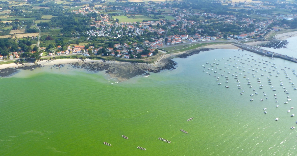 Eaux colores sur le littoral: aidez les chercheurs dans leur enqute