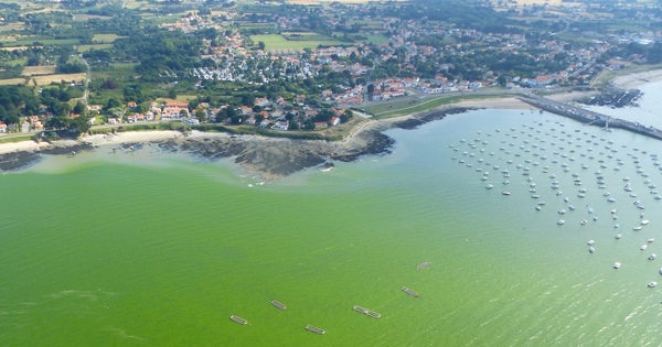 Eaux colores sur le littoral: aidez les chercheurs dans leur enqute