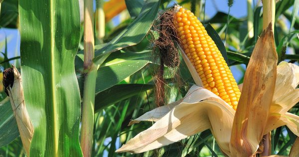 La Commission europenne autorise la mise sur le march de nouveaux OGM