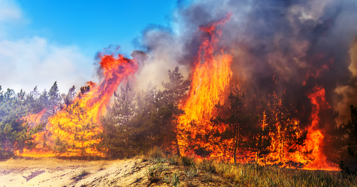 Les incendies de forts estivaux ont gnr des missions de carbone records