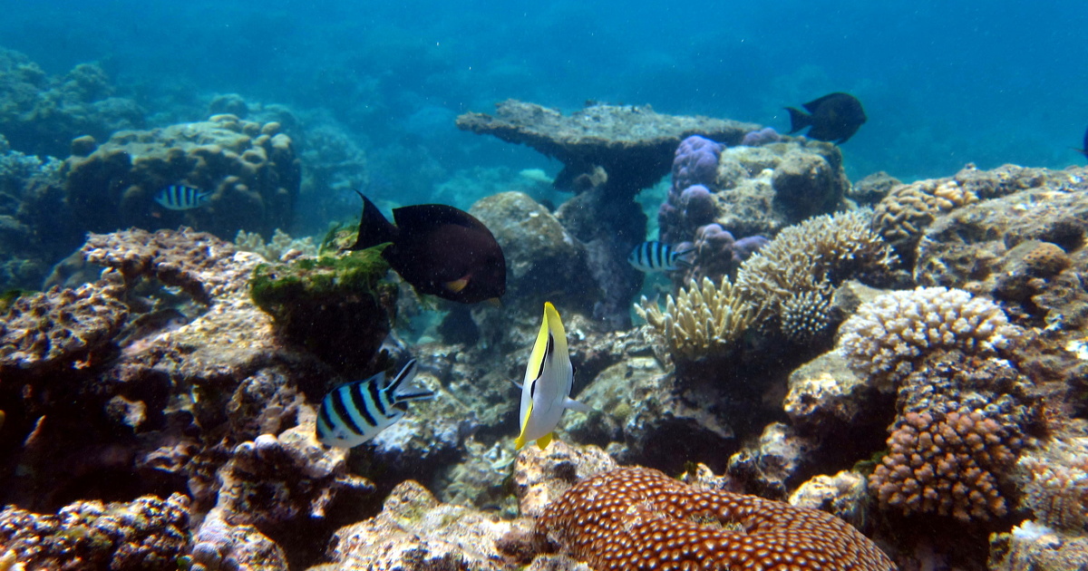 Climat: l'Unesco mise sur l'ADN environnemental pour tudier les effets du changement sur les espces marines