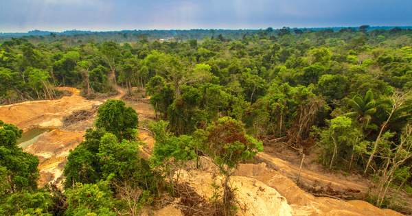 COP 26: 100 pays s'engagent  mettre fin  la dforestation d'ici  2030