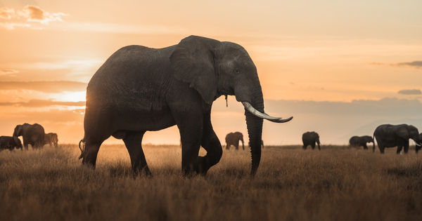 Commerce de l'ivoire : la Commission europenne renforce les rgles